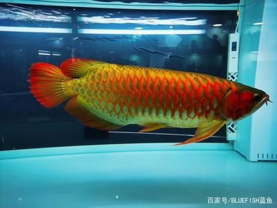 龙鱼要多大的鱼缸：关于龙鱼所需鱼缸尺寸 龙鱼百科 第3张