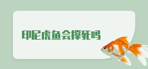 虎鱼喂多了会撑死吗：虎鱼喂多了会撑死吗虎鱼喂多了会撑死吗 虎鱼 第2张