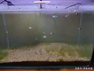 多久给鱼缸换一次水：给鱼缸换水的频率并没有严格的标准答案取决于多种因素 鱼缸百科 第4张