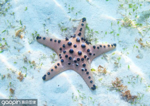 seastar鱼缸怎么样：seastar鱼缸在外观设计、材质、生态系统以及用户评价 鱼缸百科 第3张