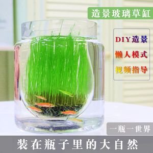 玻璃瓶鱼缸diy：diy玻璃瓶鱼缸的基本步骤