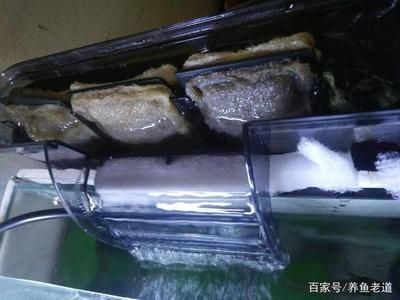 大型鱼缸怎么清洗底部污垢：如何清洗大型鱼缸底部污垢 鱼缸百科 第1张