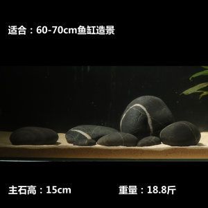 1.5鱼缸有多重：1.5米的鱼缸有多重 鱼缸百科 第1张