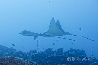 魟和蝠鲼：魟和蝠[需手动填充]和蝠鲼是两种不同的海洋生物，它们在外形上有着明显的区别 魟鱼百科 第2张