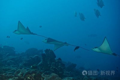 魟和蝠鲼：魟和蝠[需手动填充]和蝠鲼是两种不同的海洋生物，它们在外形上有着明显的区别 魟鱼百科 第3张