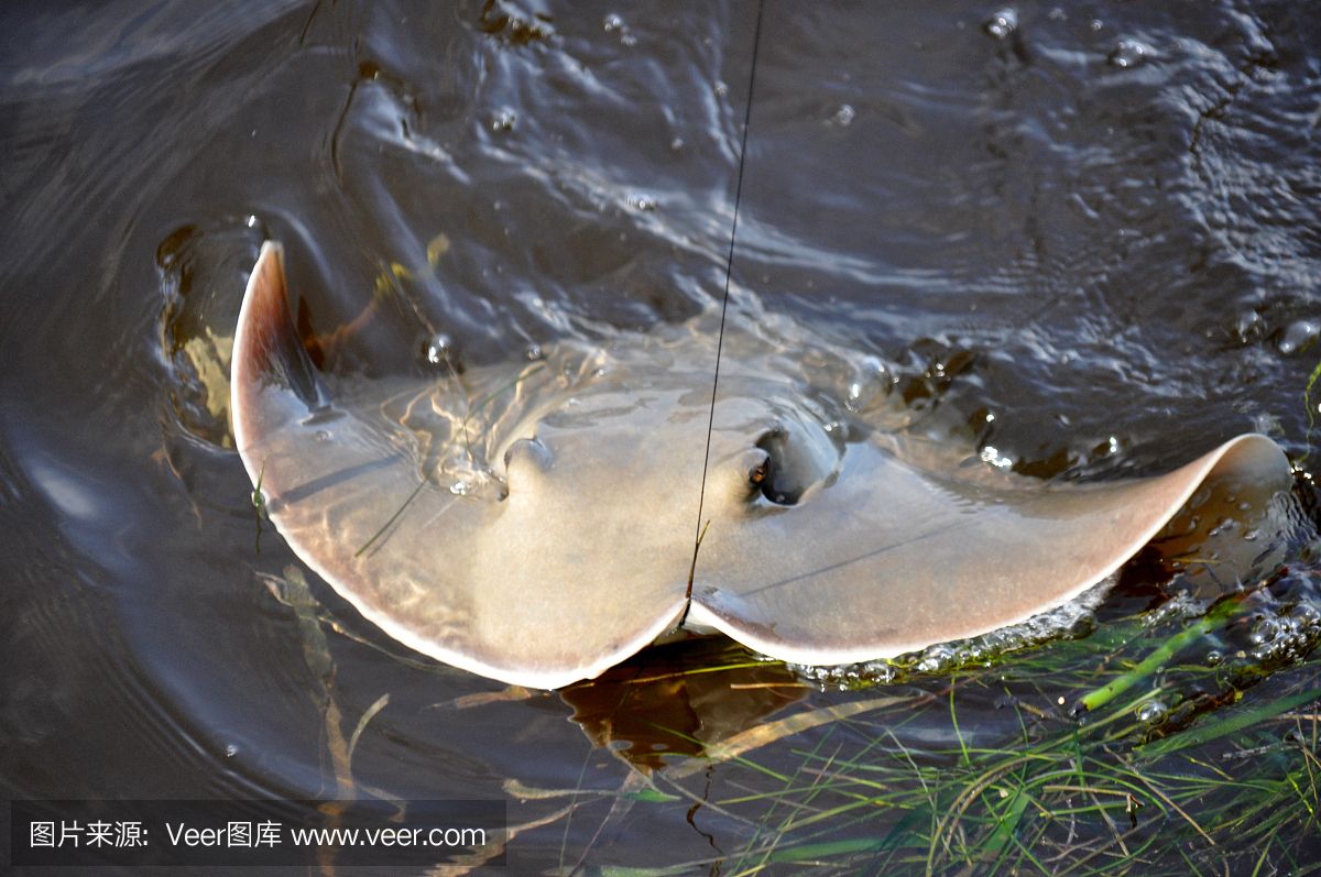 魟鱼互相咬怎么办？：如何处理魟鱼互相咬的问题 魟鱼百科 第1张