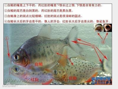 虎鱼得了白毛病怎么治疗：虎鱼得了白毛病怎么办