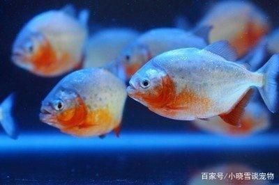 虎鱼好饲养吗怎么养：虎鱼好饲养吗怎么养虎鱼的饲养方法 虎鱼百科 第2张