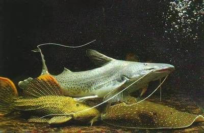魟鱼多久性成熟在几月份开始：魟鱼多久性成熟在几月份开始繁殖