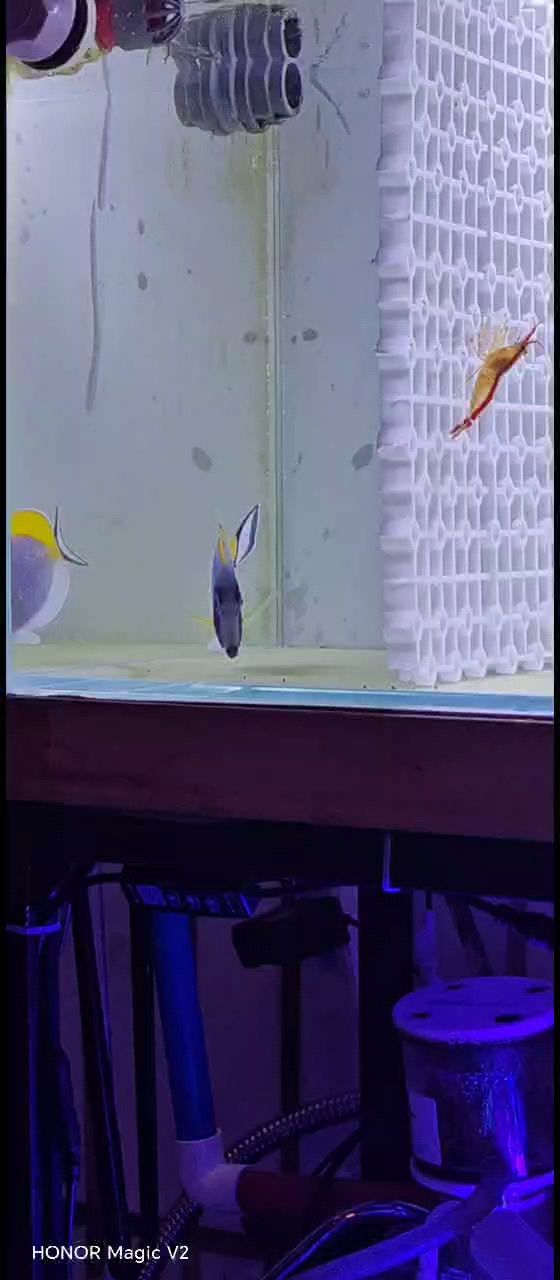 粉蓝还是要找龙鑫龙淡海水工作室：卖的龙鑫龙淡海水税务工作室的鱼就是一个放心一个安全