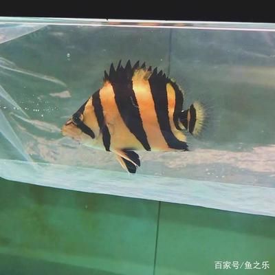 养泰虎需要多大缸：养泰虎需要多大缸， 虎鱼百科 第2张