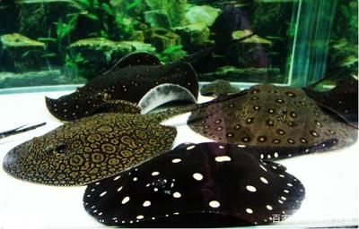 魟鱼白子和魟鱼皇冠繁殖出来的黑色：关于魟鱼白子和魟鱼皇冠繁殖出来的黑色