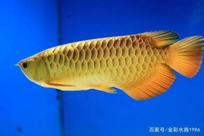 什么底色的金龙鱼最好：什么颜色的金龙鱼最好