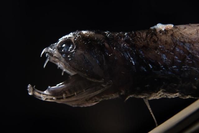 龙鱼嘴巴一直张着不动什么原因：龙鱼嘴巴一直张着不动可能有多种原因