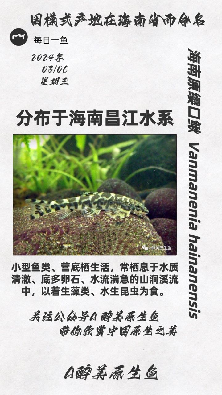 海南原缨口鳅：分布在海南昌化江