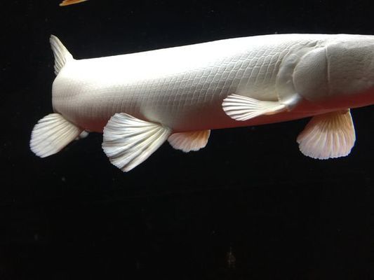 白化火箭鱼需要多大鱼缸：白化火箭鱼的最小水族箱尺寸为250升的水族箱尺寸为250升