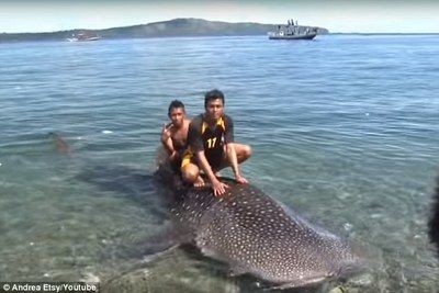 印尼虎鱼属于什么科：印尼虎鱼在水族领域中受到一定的关注，不仅因外观特点