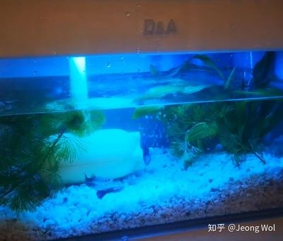 大鱼缸如何安装水泵：大鱼缸水泵的选择指南 鱼缸百科 第4张