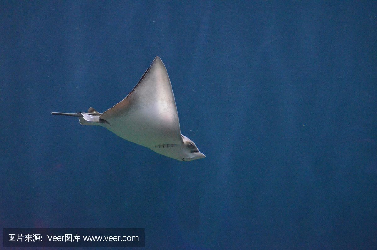 魟鱼怎么呼吸空气：魟鱼如何呼吸空气 魟鱼百科 第3张