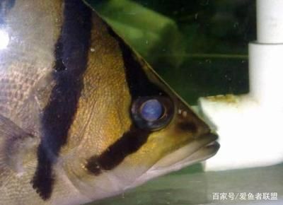 虎鱼的眼睛：虎鱼的眼睛健康和颜色变化是养鱼过程中需要注意的重要方面