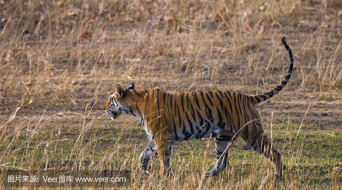 印度虎保护区：世界上现存老虎最多的国家之一，曾面临盗猎危机，数字增加2226只