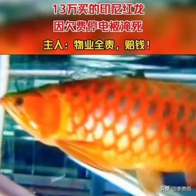 哪里买红龙鱼便宜品质又好：哪里买红龙鱼便宜又高品质 龙鱼百科 第3张