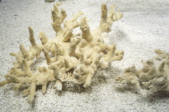 白珊瑚能放鱼缸里吗：白珊瑚能否放入鱼缸