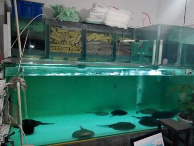 珍珠魟鱼需要多大的缸才能繁殖：珍珠魟鱼繁殖所需的鱼缸大小