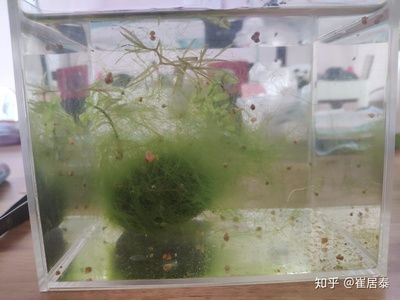 玻璃胶能粘鱼缸么视频：如何选择合适的玻璃胶来粘鱼缸 鱼缸百科 第1张