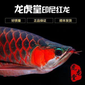 红金龙和金龙鱼的区别是什么：红金龙和金龙鱼有什么区别？
