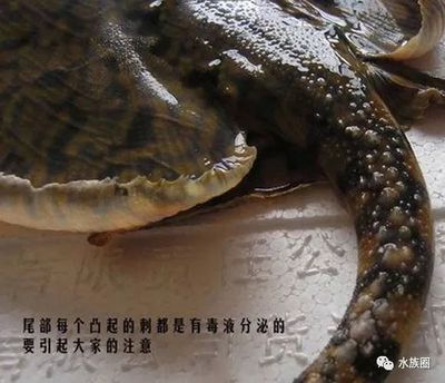 魟鱼死后污染水吗能吃吗有毒吗：魟鱼死后是否会污染水 魟鱼百科 第3张