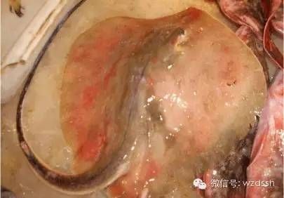 魟鱼肠胃炎：关于魟鱼肠胃炎的一些详细信息