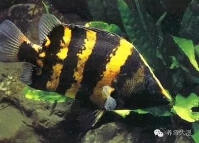 虎鱼为什么一直黑色：虎鱼体色变黑可能是患上了黑斑病，饲养者需要注意控制水温和水质