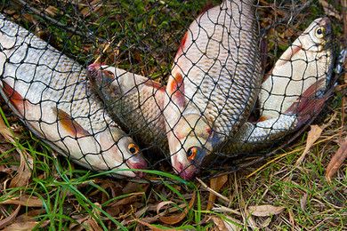 魟鱼的倒刺：关于魟鱼倒刺的一些详细信息