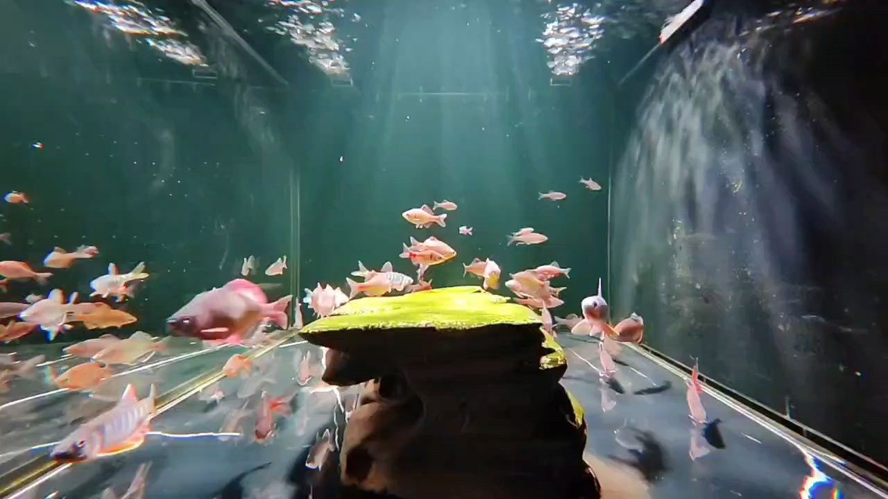 皇冠魟鱼生小鱼时注意事项：皇冠魟鱼在生小鱼时需要注意什么