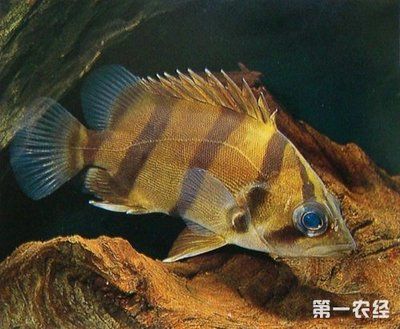 印度虎鱼：印尼虎鱼是一种受欢迎的热带淡水鱼，是一种受欢迎的热带淡水鱼