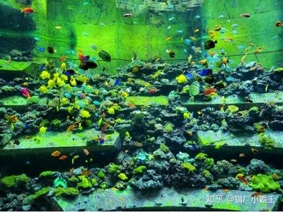 大鱼水族鱼缸怎么养鱼视频：古法养鱼的魅力何在