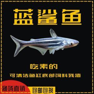 龙鱼 群游鱼：热带观赏鱼龙鱼和群游鱼的区别