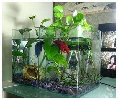 玻璃鱼缸种什么花好：哪些花卉适合在玻璃鱼缸中种植