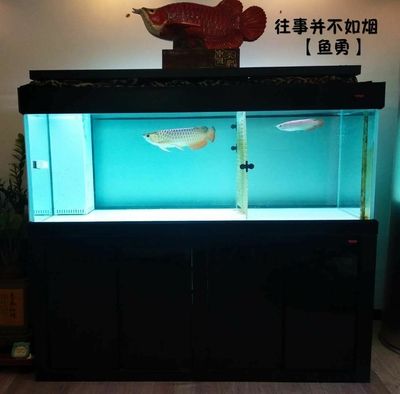 养龙鱼要多深的缸最好：养龙鱼的最佳鱼缸深度应该在60厘米左右