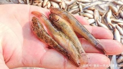 虎鱼的营养价值及功效：虎鱼的营养价值与功效 虎鱼百科 第3张