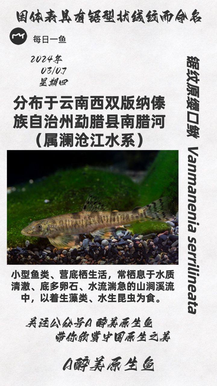 锯纹原缨口鳅：云南地区分布云南地区