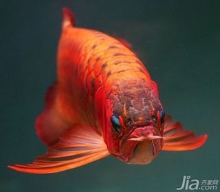 最好的红龙鱼是什么样的：最好的红龙鱼在形态上应该是形态特征鲜明、发色过程