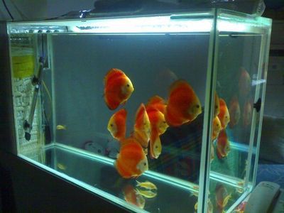 玻璃店定做鱼缸吗安全吗多少钱：玻璃店定做鱼缸需要多少钱