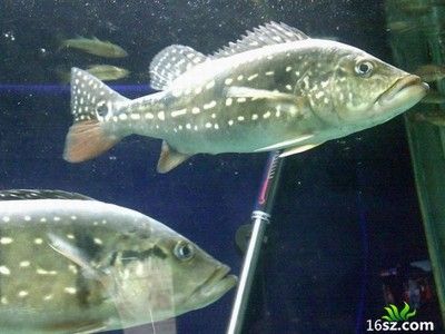 与银龙鱼混养：与银龙鱼混养的注意事项 龙鱼百科 第1张