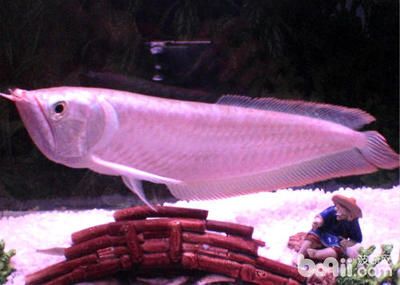 与银龙鱼混养：与银龙鱼混养的注意事项 龙鱼百科 第3张