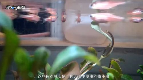 小虎鱼身上有白斑怎么回事：小虎鱼身上出现白斑可能是白点病的表现小虎鱼身上有白斑怎么回事