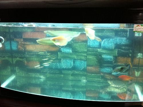 大鱼缸的水怎么换水：v大鱼缸换水注意事项和注意事项大鱼缸换水注意事项