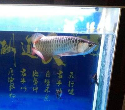 50公分虎鱼容易死吗：50公分的虎鱼容易死吗