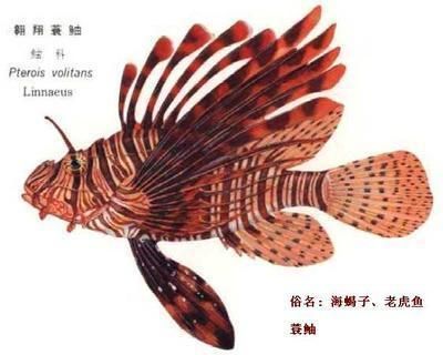 怎么画老虎鱼：如何画老虎鱼，画老虎鱼的基本步骤， 虎鱼百科 第2张